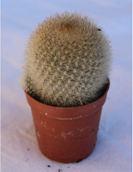 Cacto e crass (vaso 5,5 cm ø) variaram