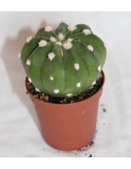 Cactus i crasa (test 5,5 cm ø) variat