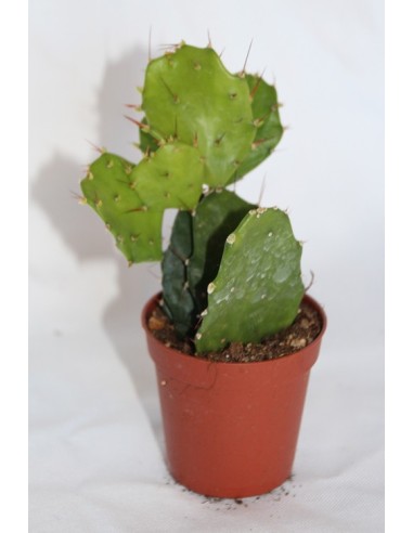 Cactus i crasa (test 5,5 cm ø) variat