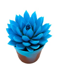 Echeveria puntes blaves (test 12 cm ø)