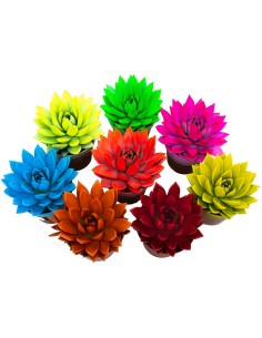 Echeveria puntas coloreadas variadas (maceta 12 cm ø)