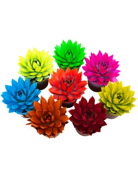 Echeveria puntas coloreadas variadas (maceta 12 cm ø)