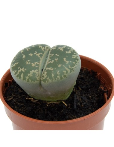 Achetez des Lithops pour 1,95€ chez Germigarden