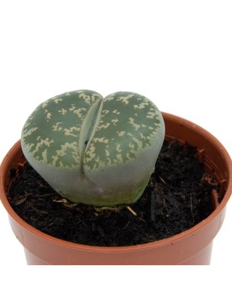 Achetez des Lithops pour 1,95€ chez Germigarden