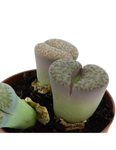 Compre Lithops por € 1,95 no Germigarden