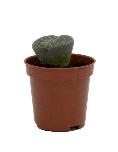 Comprar Lithops por 1,95€ en Germigarden