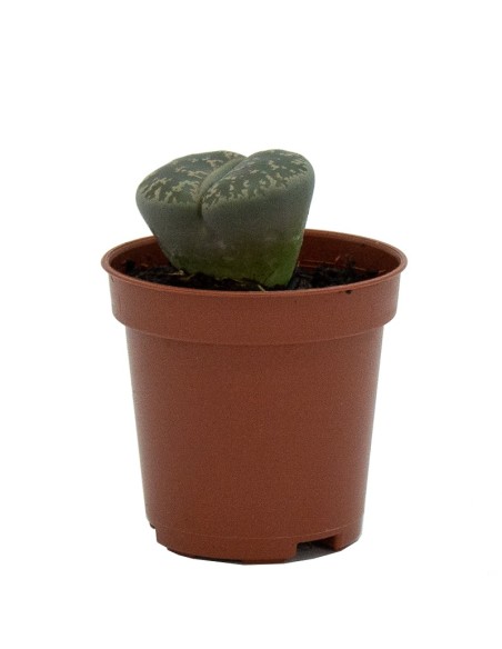 Comprar Lithops por 1,95€ en Germigarden