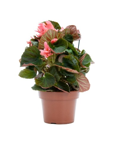 Begonia bulbosa (test 13 cm Ø)