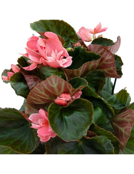 Begonia bulbosa (test 13 cm Ø)