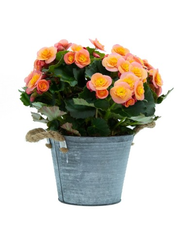 Begonia Valentino (maceta 12 cm ø)