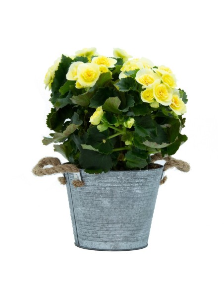 Begonia Valentino (maceta 12 cm ø)