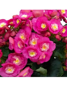 Begonia Valentino (maceta 12 cm ø) 2