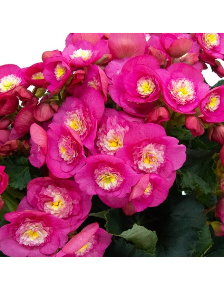 Begonia Valentino (maceta 12 cm ø)