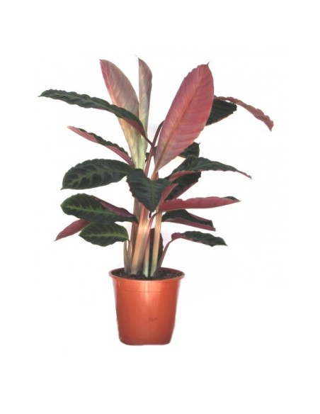 Calathea Warscewiczii
