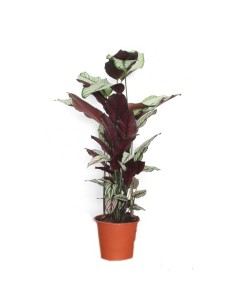 Calathea white star (maceta 19 cm Ø)