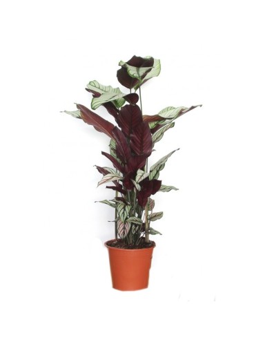 Calathea white star (maceta 19 cm Ø)