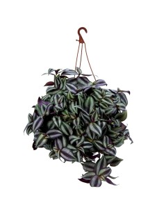 Tradescantia zebrina (maceta 13 cm ø)