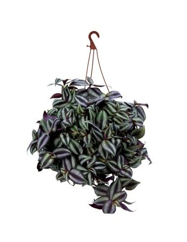 Tradescantia zebrina (test 14 cm ø)