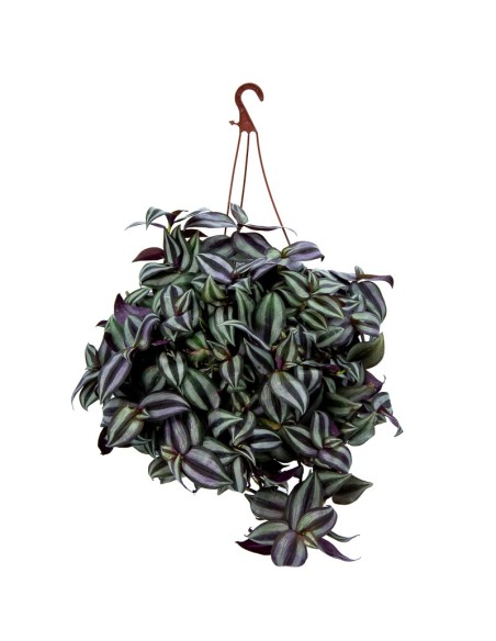 Tradescantia zebrina (maceta 13 cm ø)