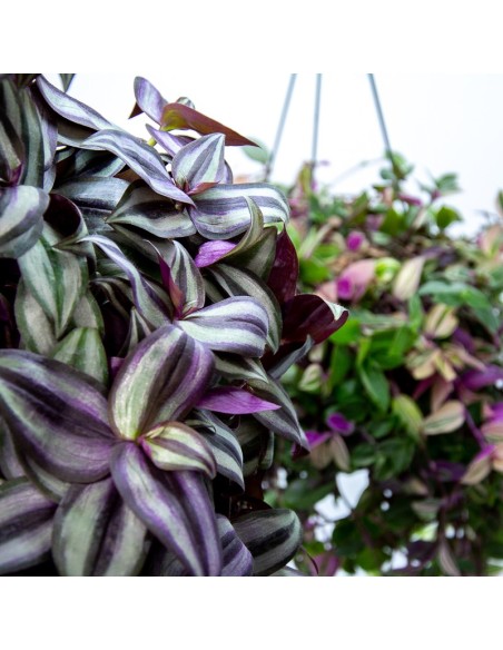 Tradescantia zebrina (maceta 13 cm ø)
