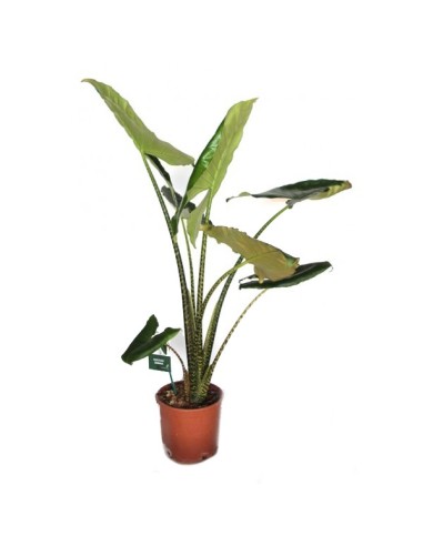 Alocasia Zebrina (test 20 cm ø) (90 - 110 cm altura)
