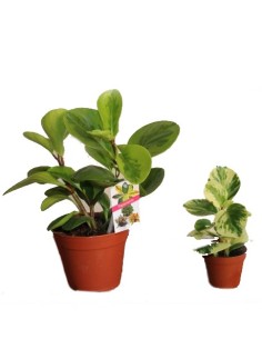 Peperomia obtusifolia variegata