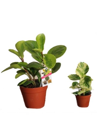 Comprar peperomia a partir de € 2,75 em Germigarden