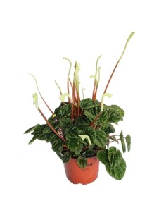Peperomia caperata desde 4,00€ en Germigarden