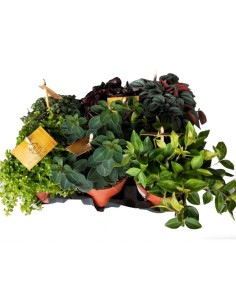 Safata de peperomia i pilea variada (test 10,5 cm Ø) (6 unitats)