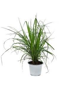 Citronela planta o Cymbopogon (test 13 cm Ø)