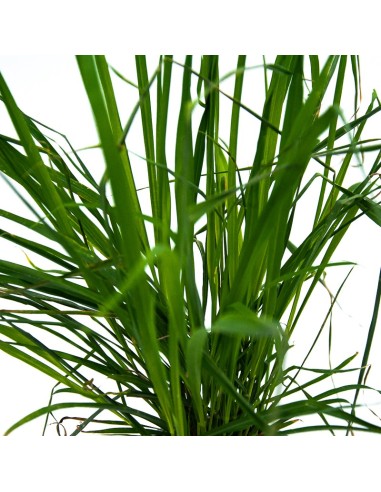 Citronela planta o Cymbopogon (test 13 cm Ø)