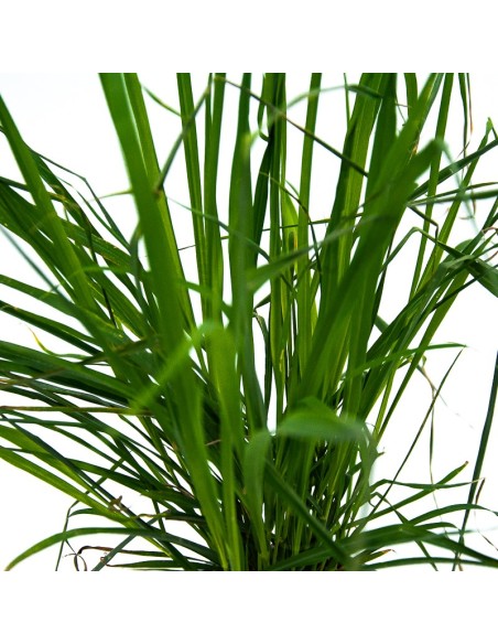 Citronela planta o Cymbopogon (test 13 cm Ø)