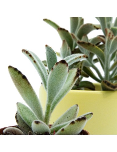 Kalanchoe tormentosa