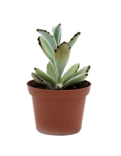Kalanchoe tormentosa