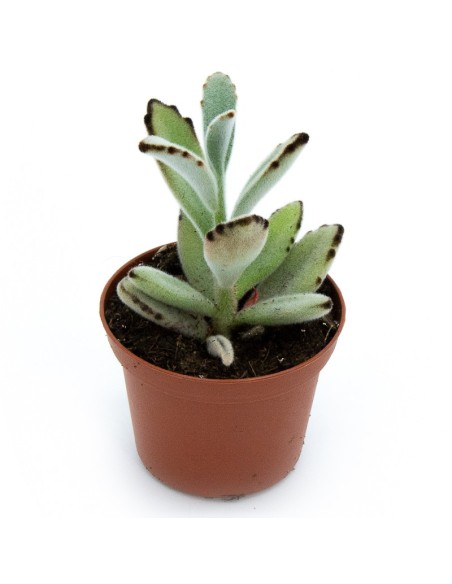 Kalanchoe tomentosa ou orelha-de-gato