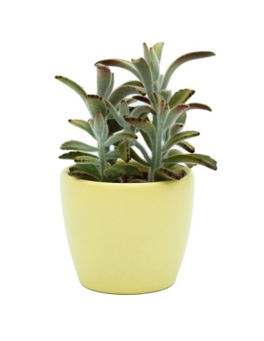 Kalanchoe tomentosa (vaso 9 cm ø)