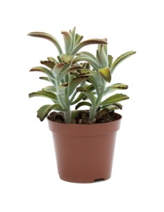 Kalanchoe tomentosa nigrum (maceta 9 cm ø)
