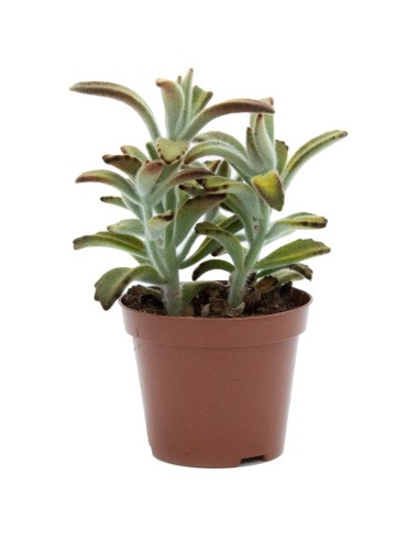 Kalanchoe tomentosa nigrum (maceta 9 cm ø)
