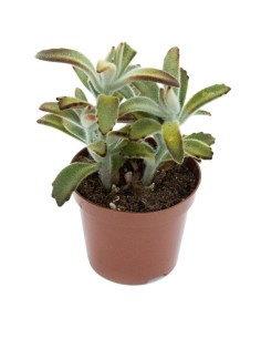 Kalanchoe tomentosa (vaso 9 cm ø) 2