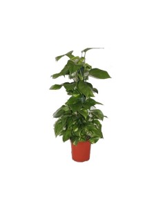 Compre potos em tutor em Germigarden