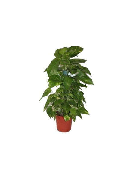 Pothos en tuteur