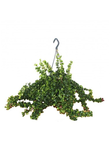 Comprar aeschynantus por 23,90€ en Germigarden