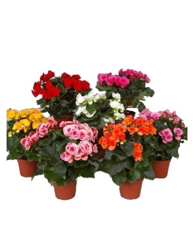 Bégonia éliator à 8,95 € sur germigarden.com