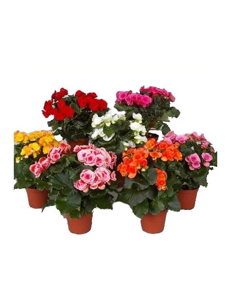 Bégonia éliator à 8,95 € sur germigarden.com