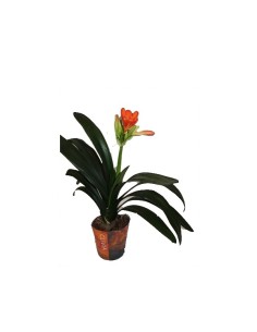 Comprar clivia