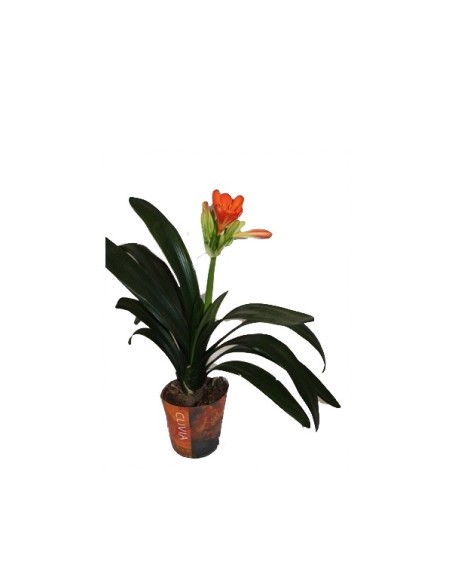 Comprar clivia por 16,95€ - Plantas de interior en Germigarden