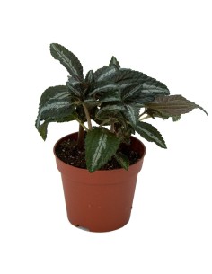 Pilea Ellen (maceta 8 cm Ø)