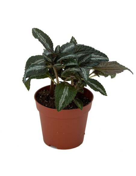 Pilea Ellen (test 8 cm Ø)