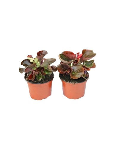 Begonia de verano por 1,75€ en Germigarden