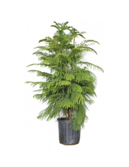 Araucaria (130 - 140 cm de altura)